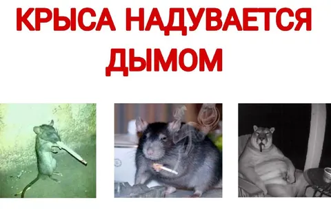 Крыса надувается дымом