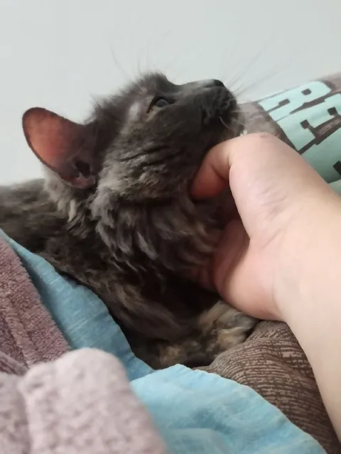 Кот наслаждается почёсыванием
