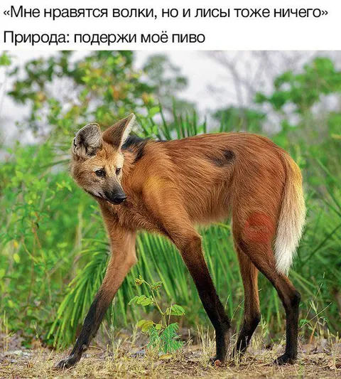 Волк и лиса одновременно