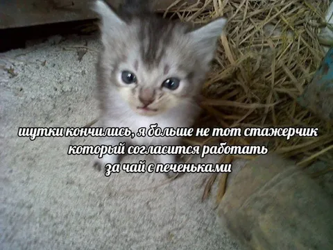 Котёнок больше не стажёрчик