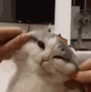 Коту мнут щёки