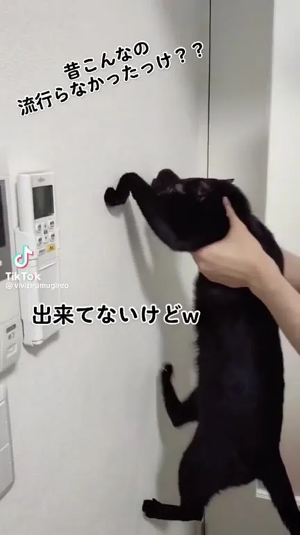 Кот пытается ходить по стене