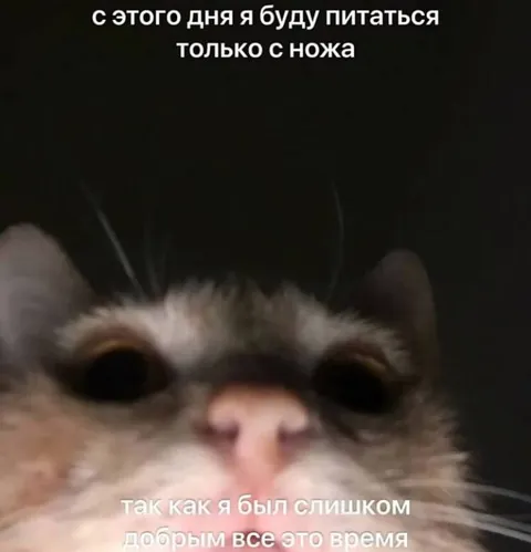 Кот, который будет питаться с ножа
