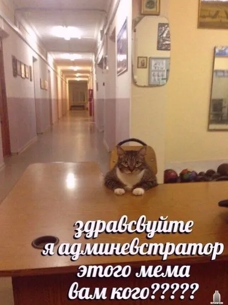 Кот-администратор у стойки