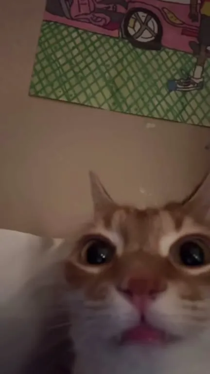 Кот в шоке под музыку