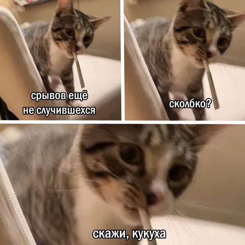 Кот требует доказательств