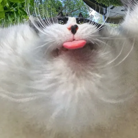 Кот с высунутым языком