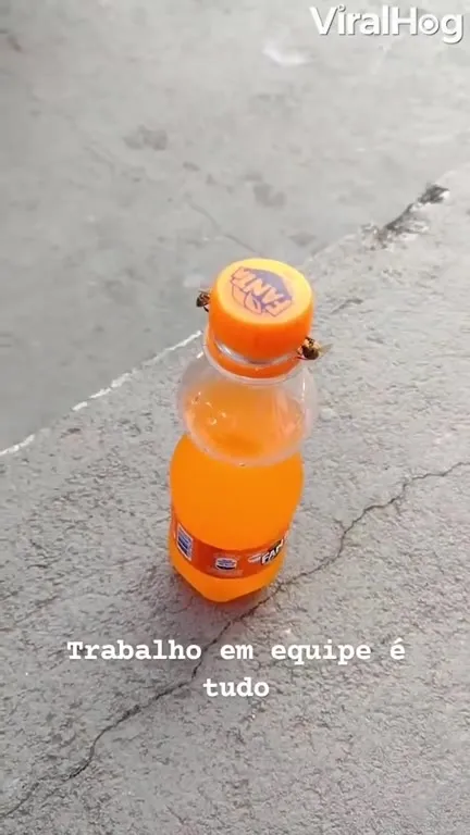 Abelhas roubam o refrigerante