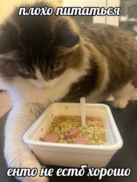 Кот плохо питается лапшой