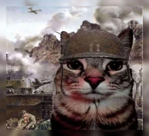 Кот на войне