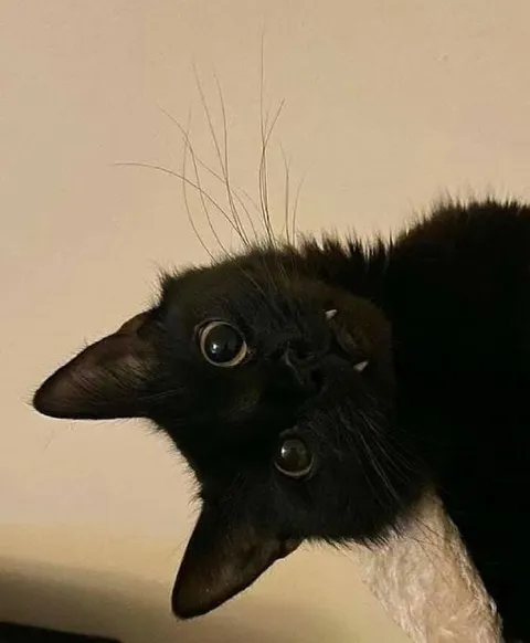 Чёрный кот с перевёрнутой головой