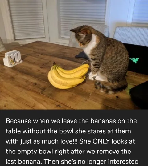 Cat Stares at Bananas