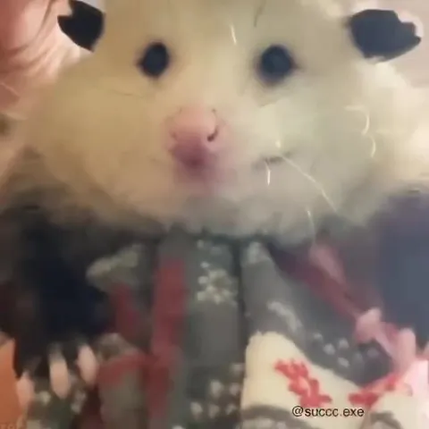 Хомяк внезапно кричит