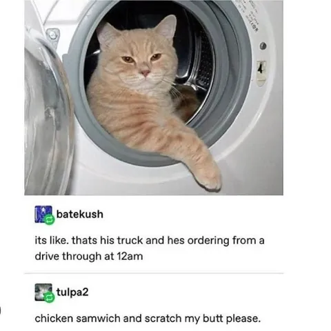 Cat Orders Drive-Through Food