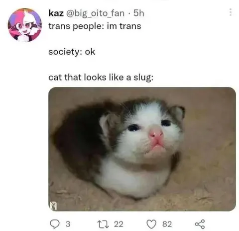 Cat That Looks Like a Slug