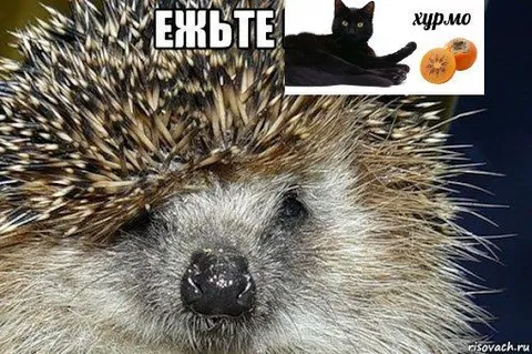 Ежьте хурмо