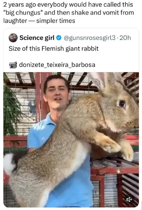Big Flemish Giant Rabbit