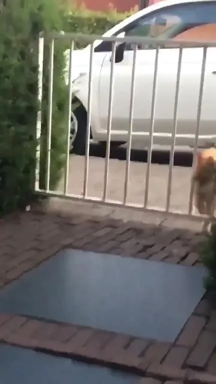 Kat opent zelf het hek