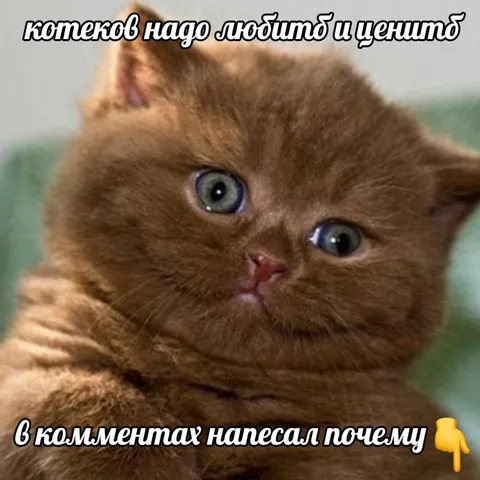 Котёнка надо любить и ценить