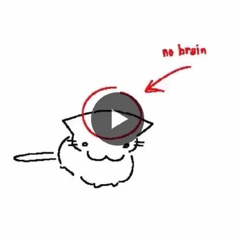No Brain Cat