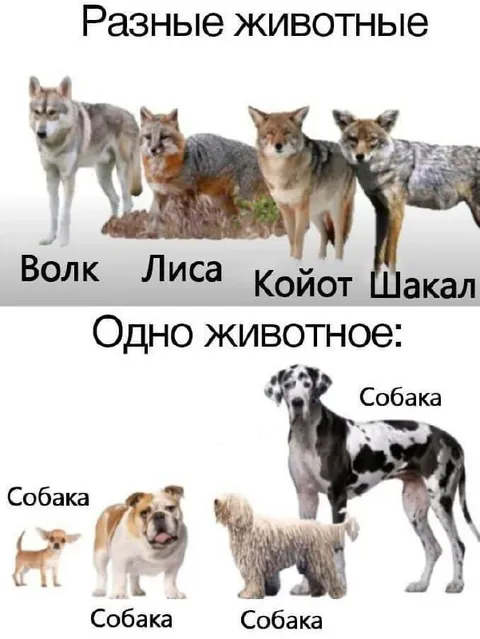 Разные животные — одно животное