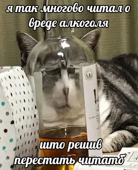 Кот перестал читать о вреде алкоголя