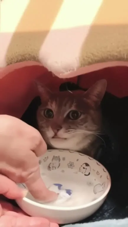 Котик пробует с пальца