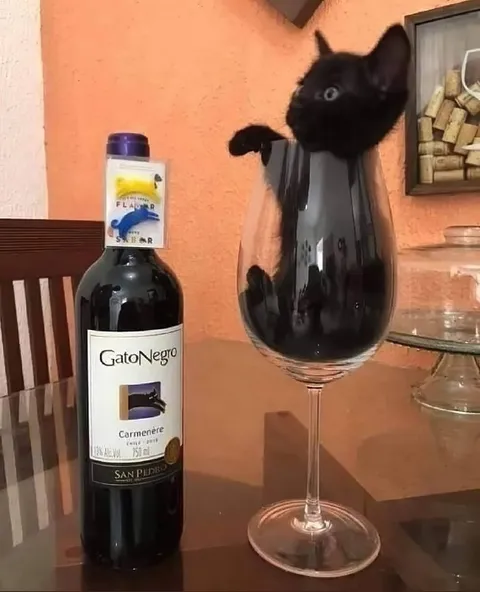 Gato negro en copa de vino