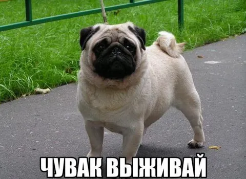 Чувак, выживай