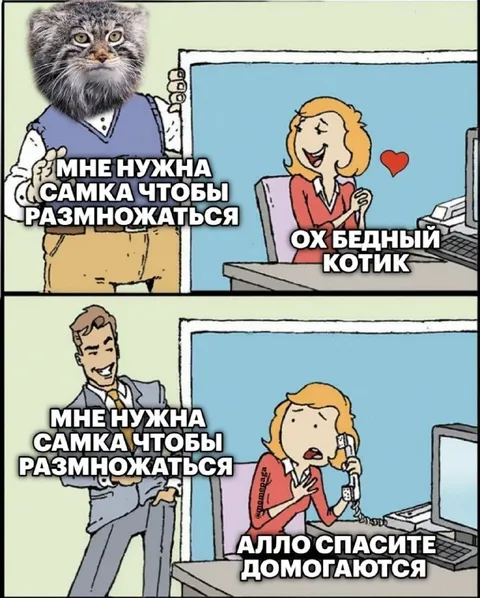Котик ищет самку для размножения