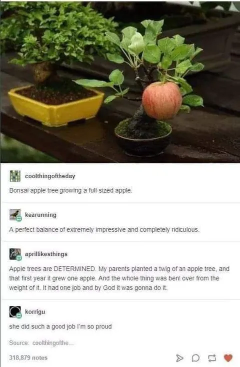 Bonsai Apple Tree Success