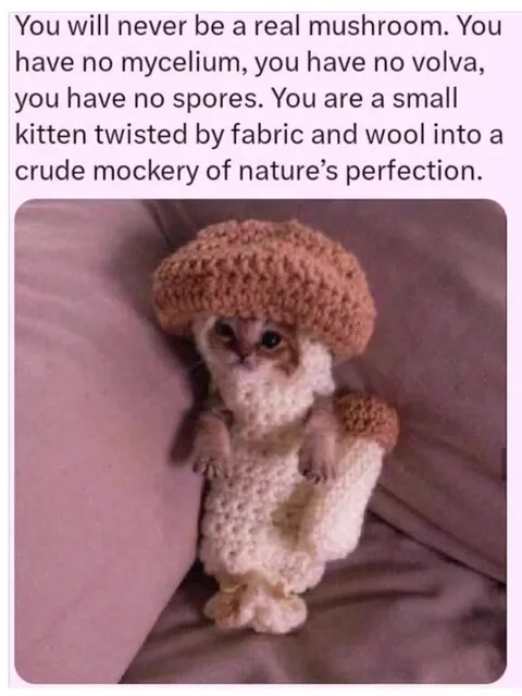 Kitten Mockery of Nature