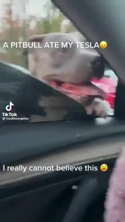 Pitbull Ate My Tesla