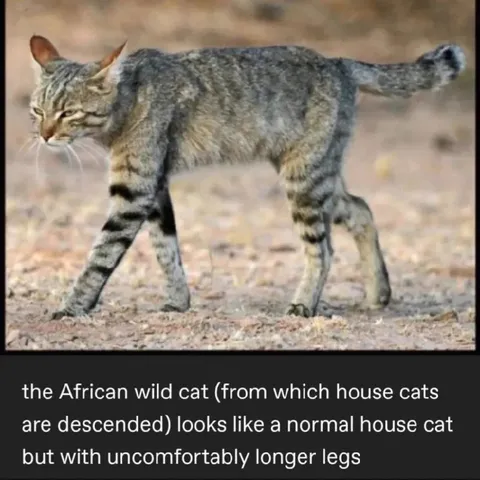 African Wild Cat With Long Legs