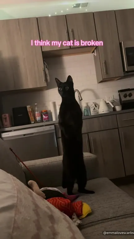 I Think My Cat Is Broken