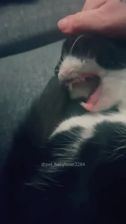 Cats Being Ridiculously Cute
