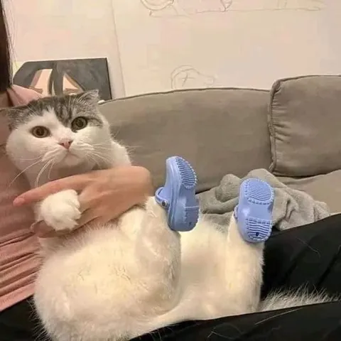 Кот в тапочках на диване
