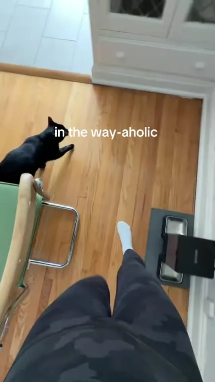 Cat Always In the Way