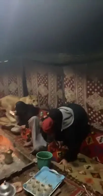 Собака разбудила всех у костра
