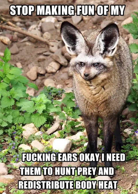 Bat-Eared Fox Needs Its Ears