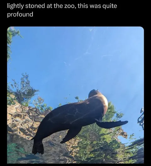 Stoned at the Zoo Seal