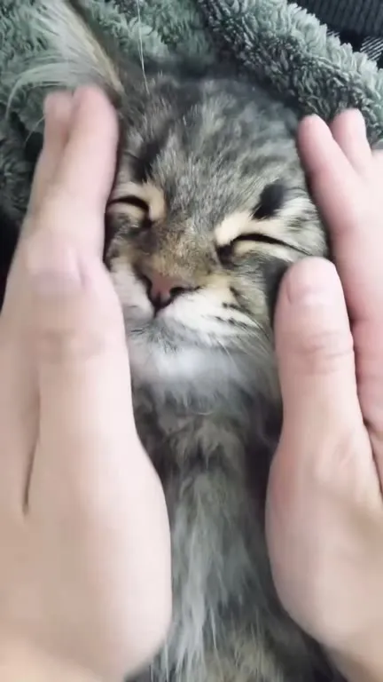 Кот наслаждается лаской