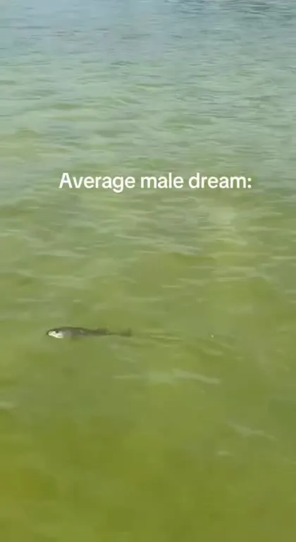 Average Male Dream