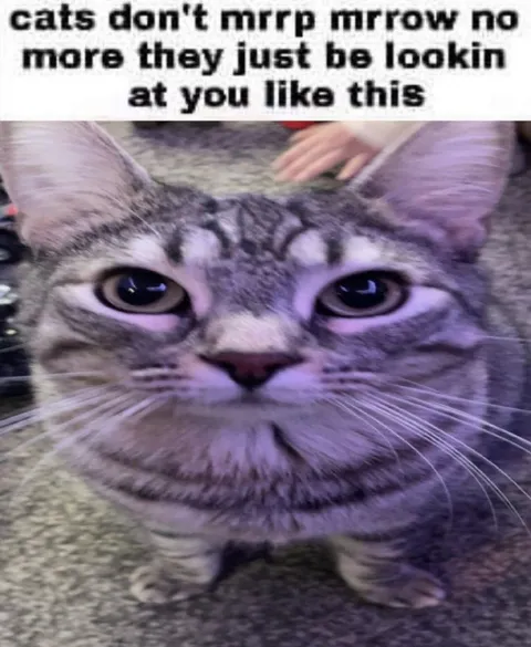 Cat Just Looking at You