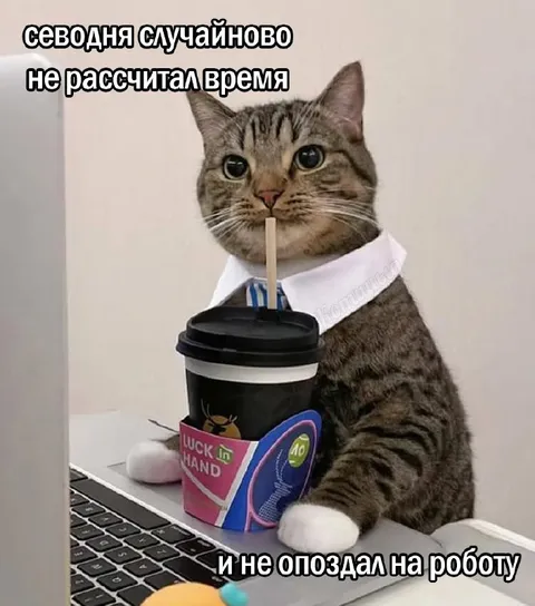 Кот не рассчитал время