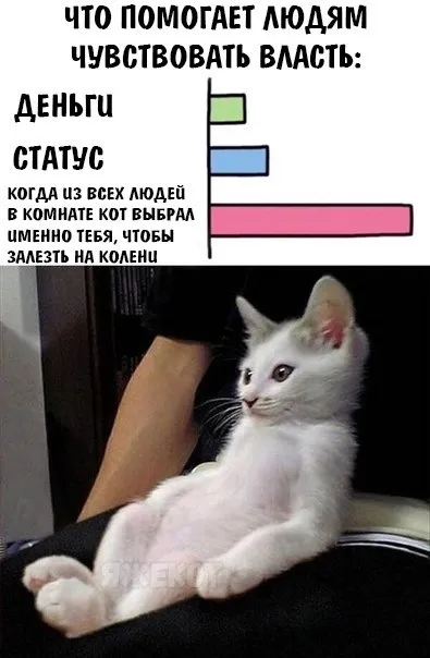 Кот выбрал тебя