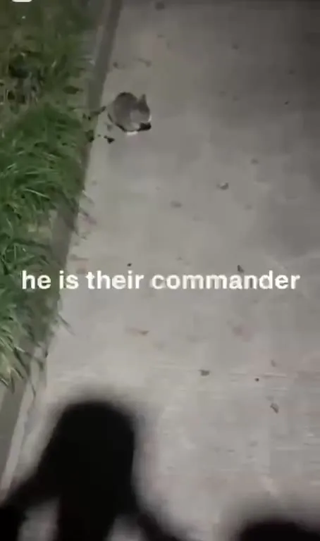 The Cat Is Their Commander