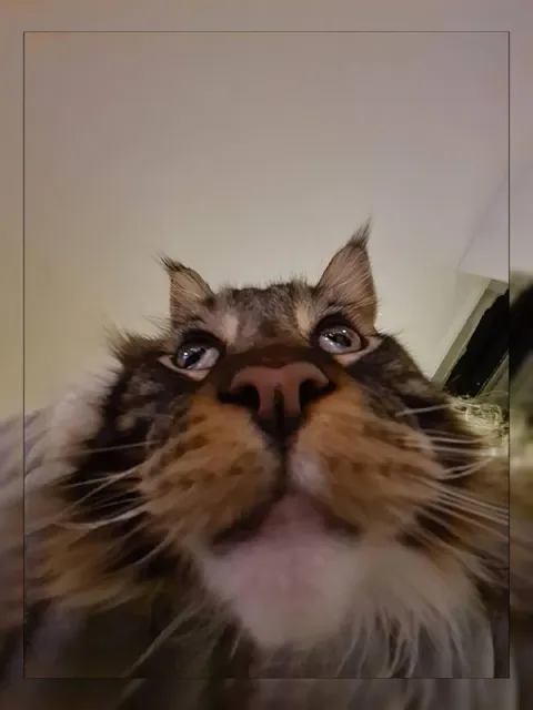 Кот смотрит снизу вверх