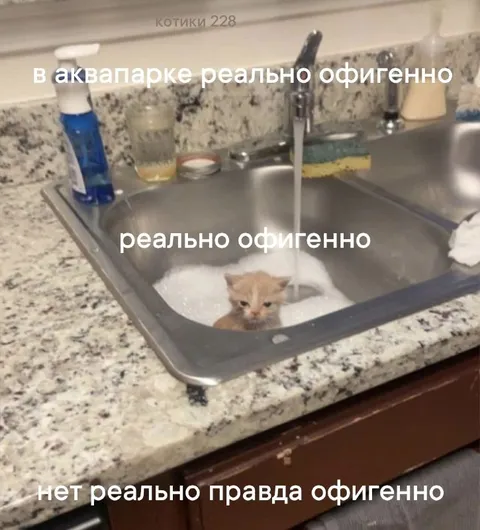 Котёнок в аквапарке