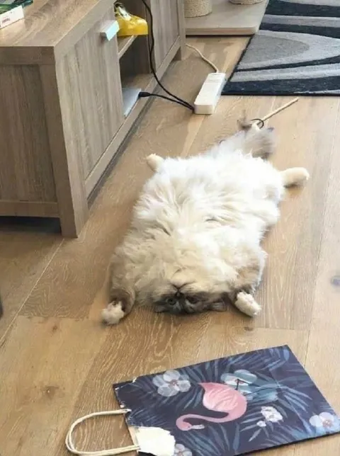Кот лежит вверх лапами